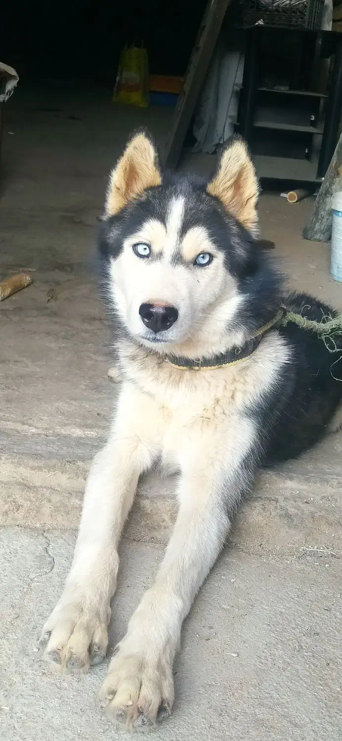 با سلام طوله نژاد هاسگی|سگ|بروجرد, |دیوار