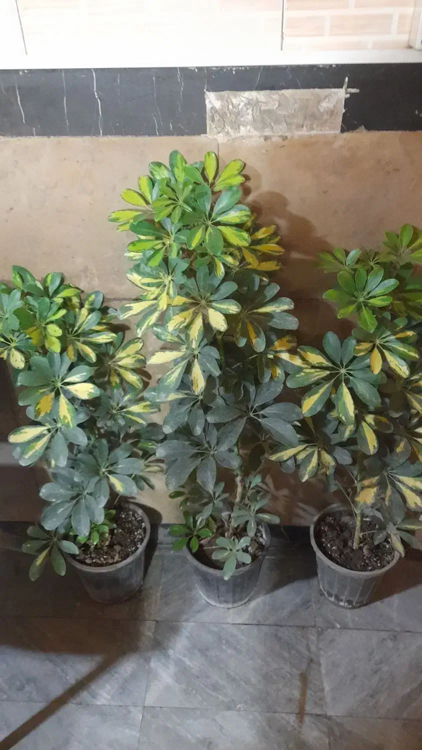 شفلرا|گل و گیاه طبیعی|تهران, جمال‌زاده|دیوار