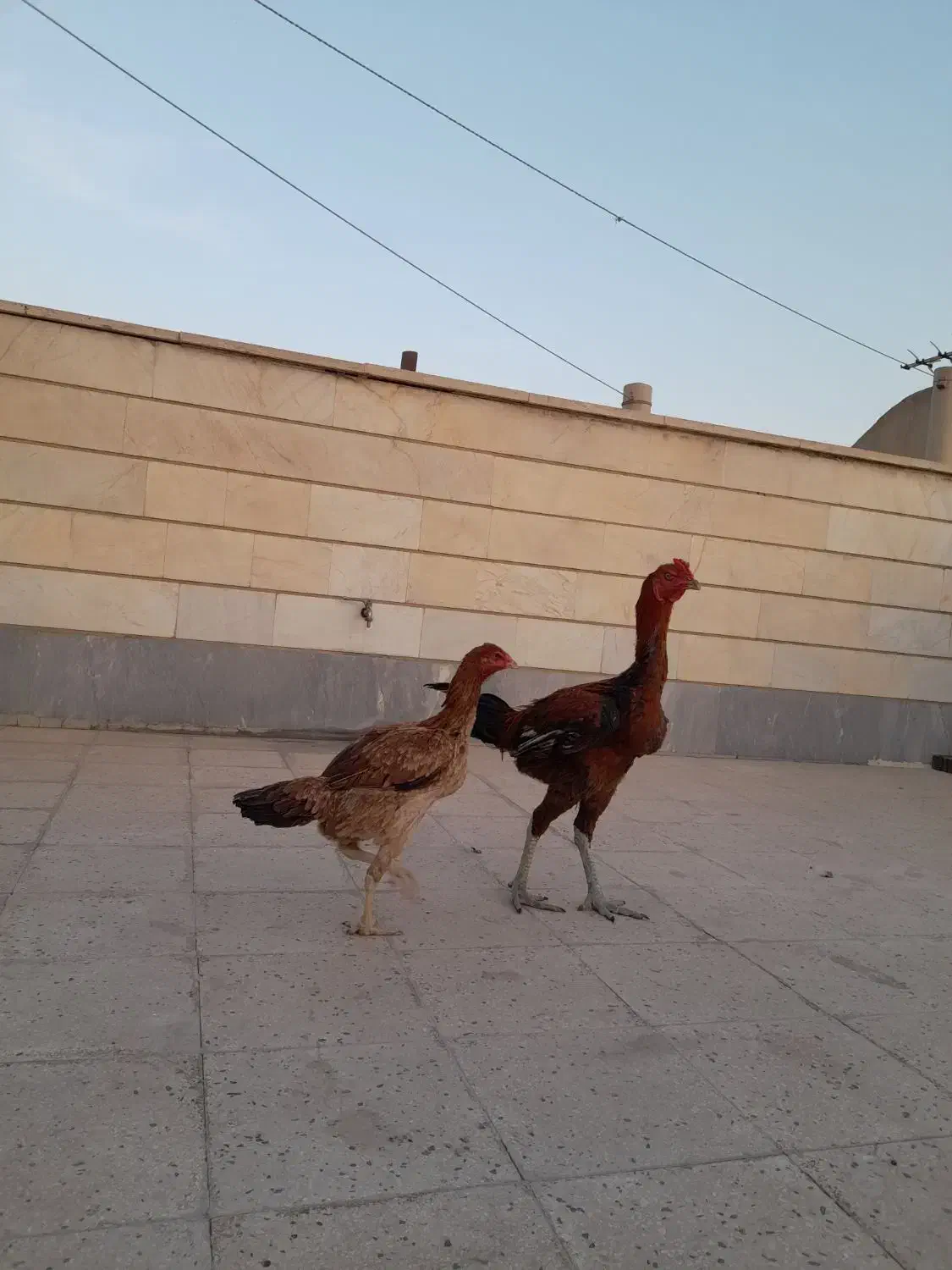 جوجه لاری ۸ ماهه|حیوانات مزرعه|ری, شهرری|دیوار