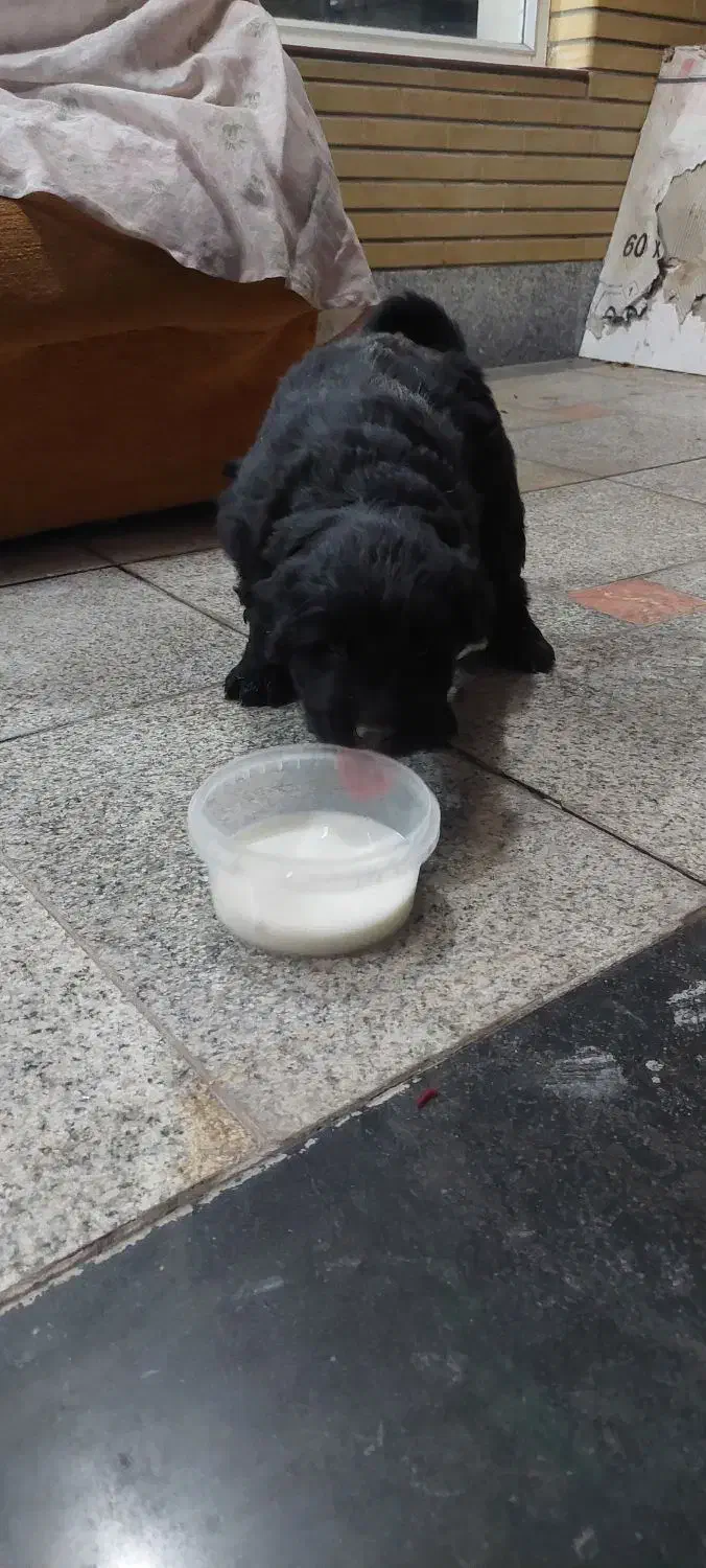 شاتوله قدرجونی لاس|سگ|مبارکه, |دیوار