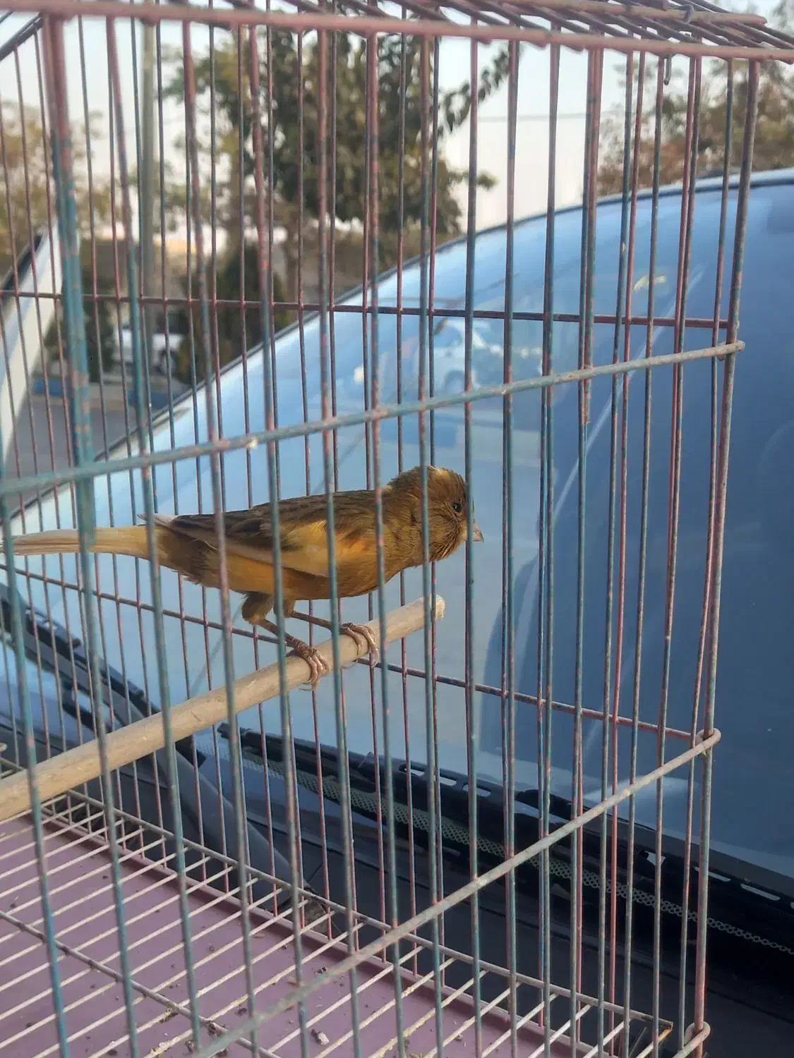 قناری نر مست|پرنده|وحیدیه, |دیوار