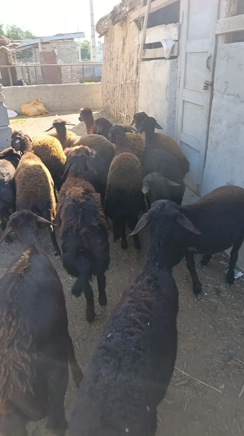 15راس توقلی ماده پای قوچ|حیوانات مزرعه|سیمین شهر, |دیوار