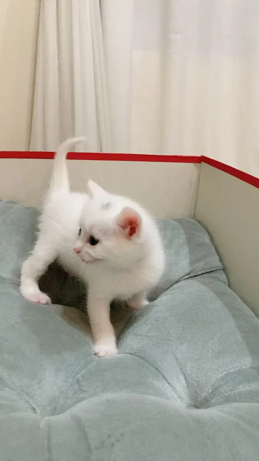 گربه نژاد بریتیش|گربه|تهران, جنتآباد شمالی|دیوار