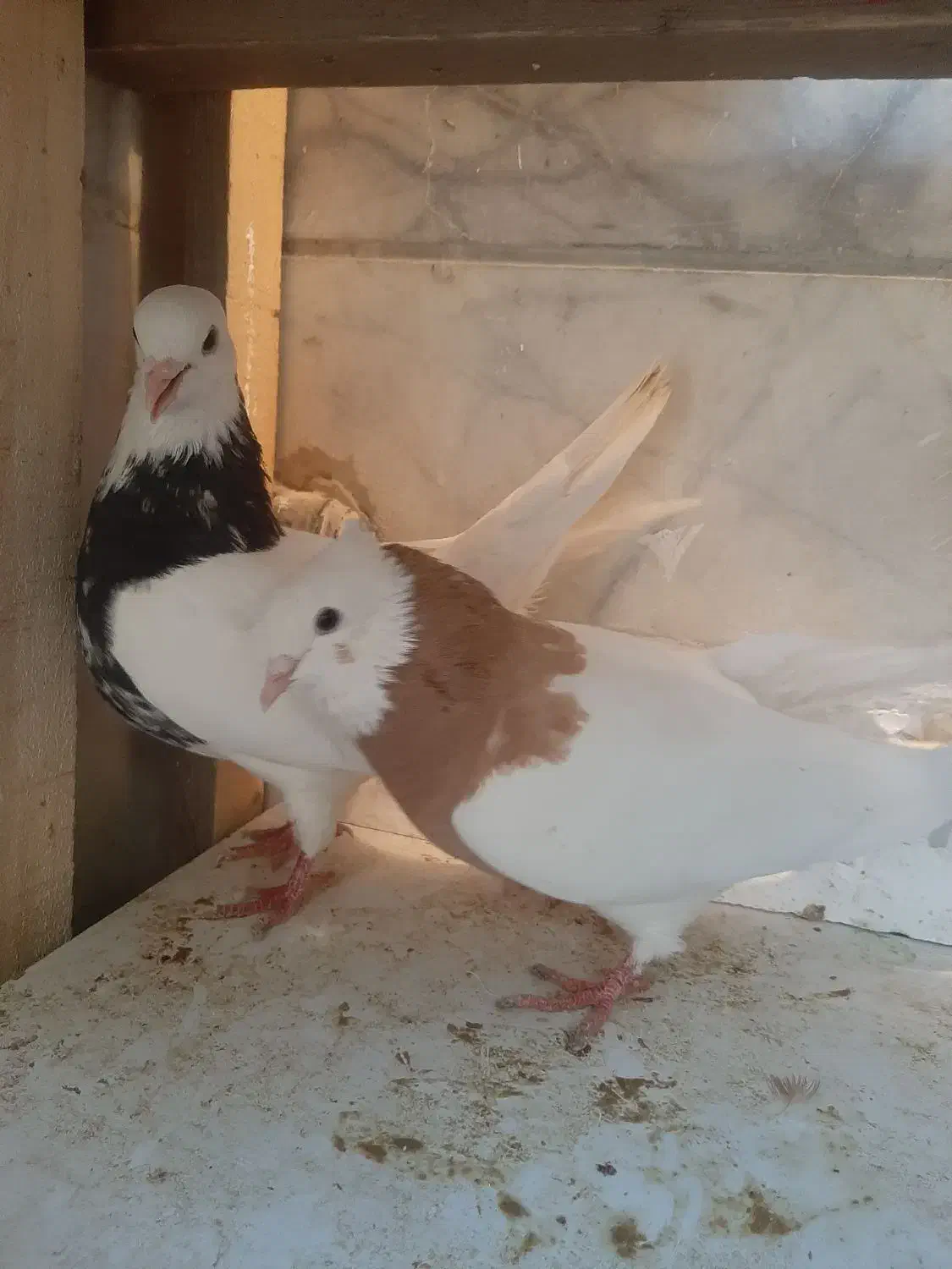 کبوتر یا کفتر|پرنده|شیراز, کوزه گری|دیوار