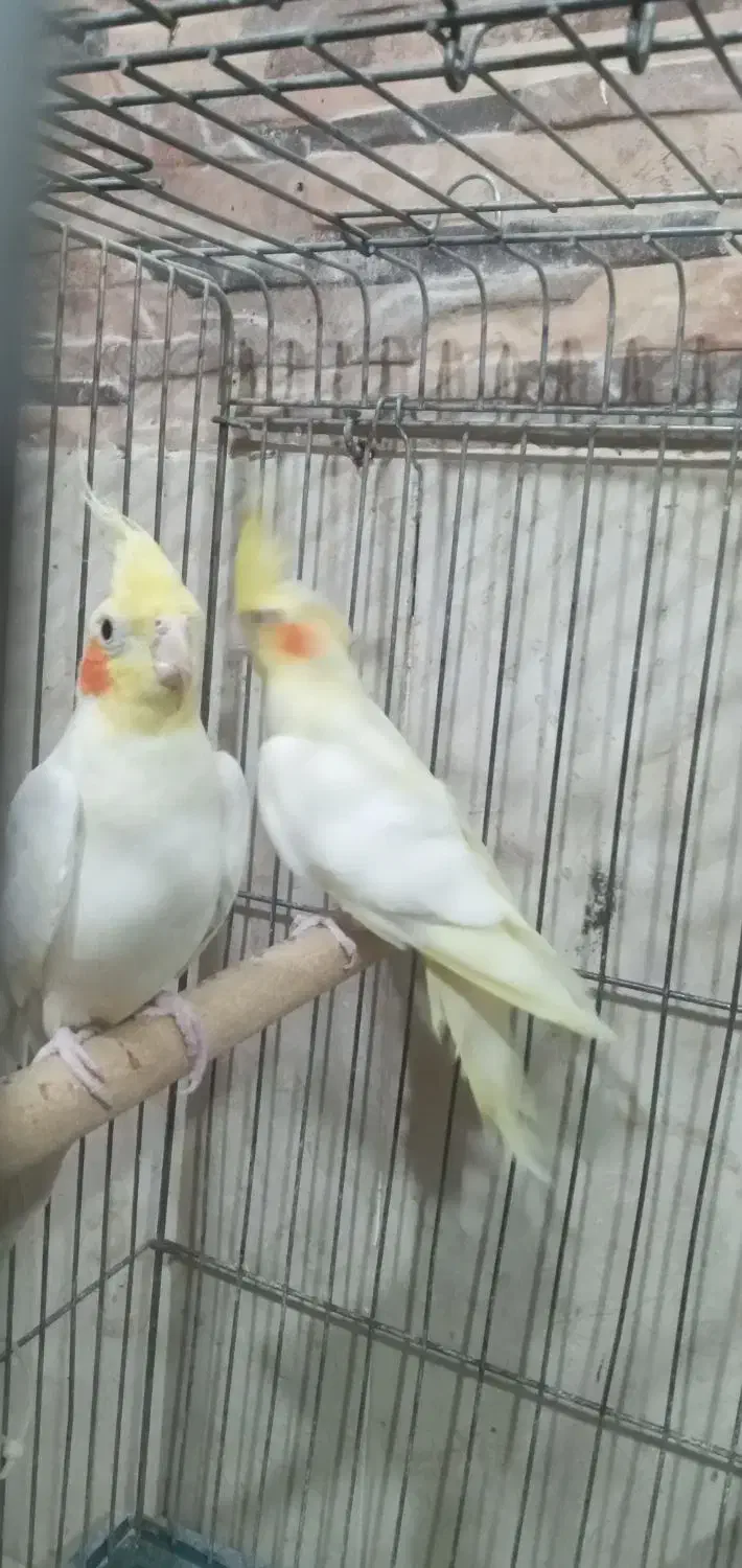 عروس هلندی جفت|پرنده|اردبیل, |دیوار