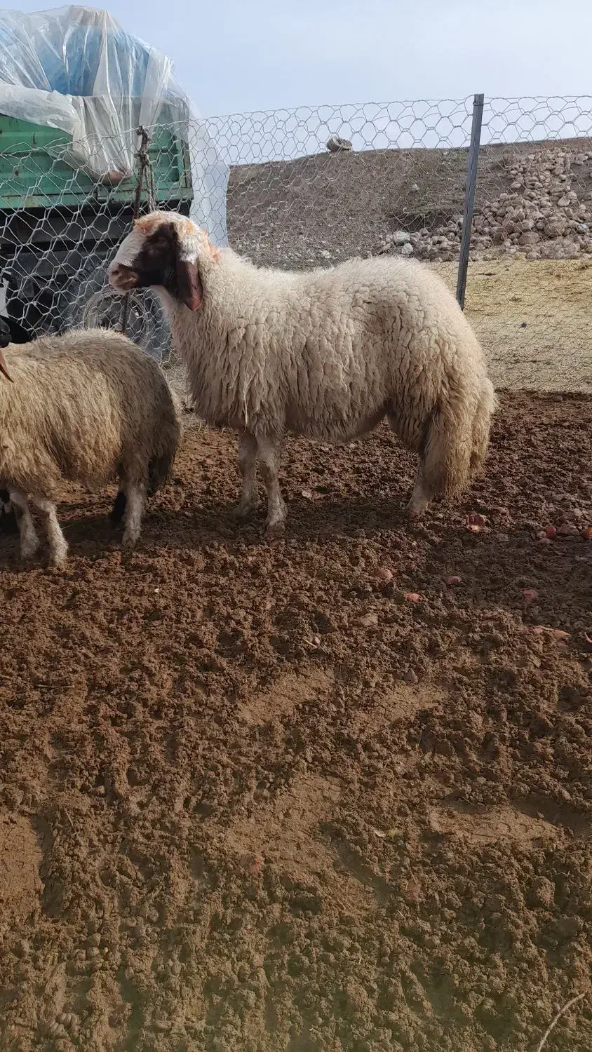 قوچ ،شیشک سنجابی اصیل گوسفند ،گاو|حیوانات مزرعه|ماهیدشت, |دیوار