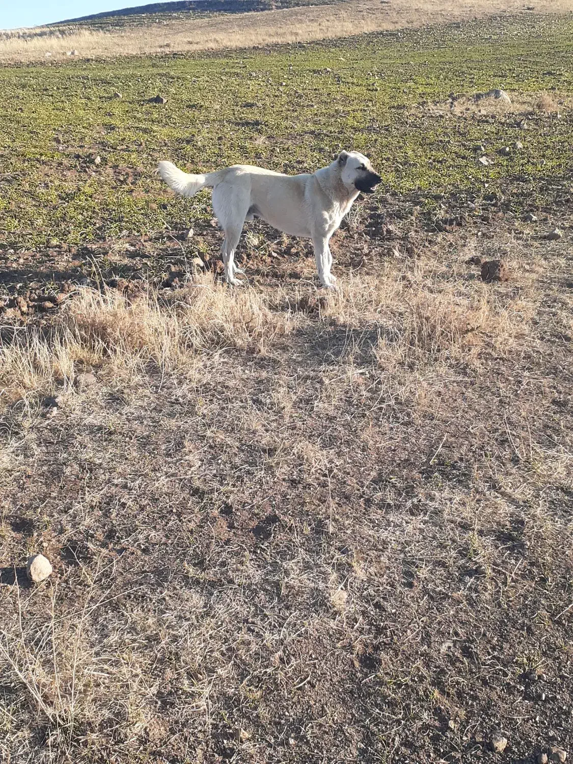 سگ سرابی گله ای|سگ|اهر, |دیوار