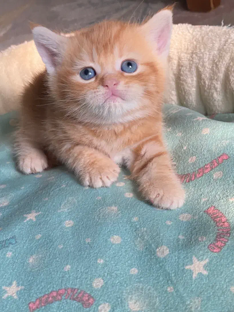 بریتیش و اسکاتیش های رویایی|گربه|رشت, آزادگان|دیوار