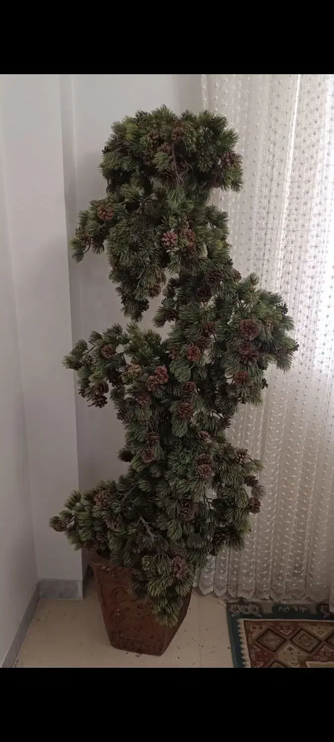 درختچه کاج تزیینی|گل مصنوعی|ساری, |دیوار