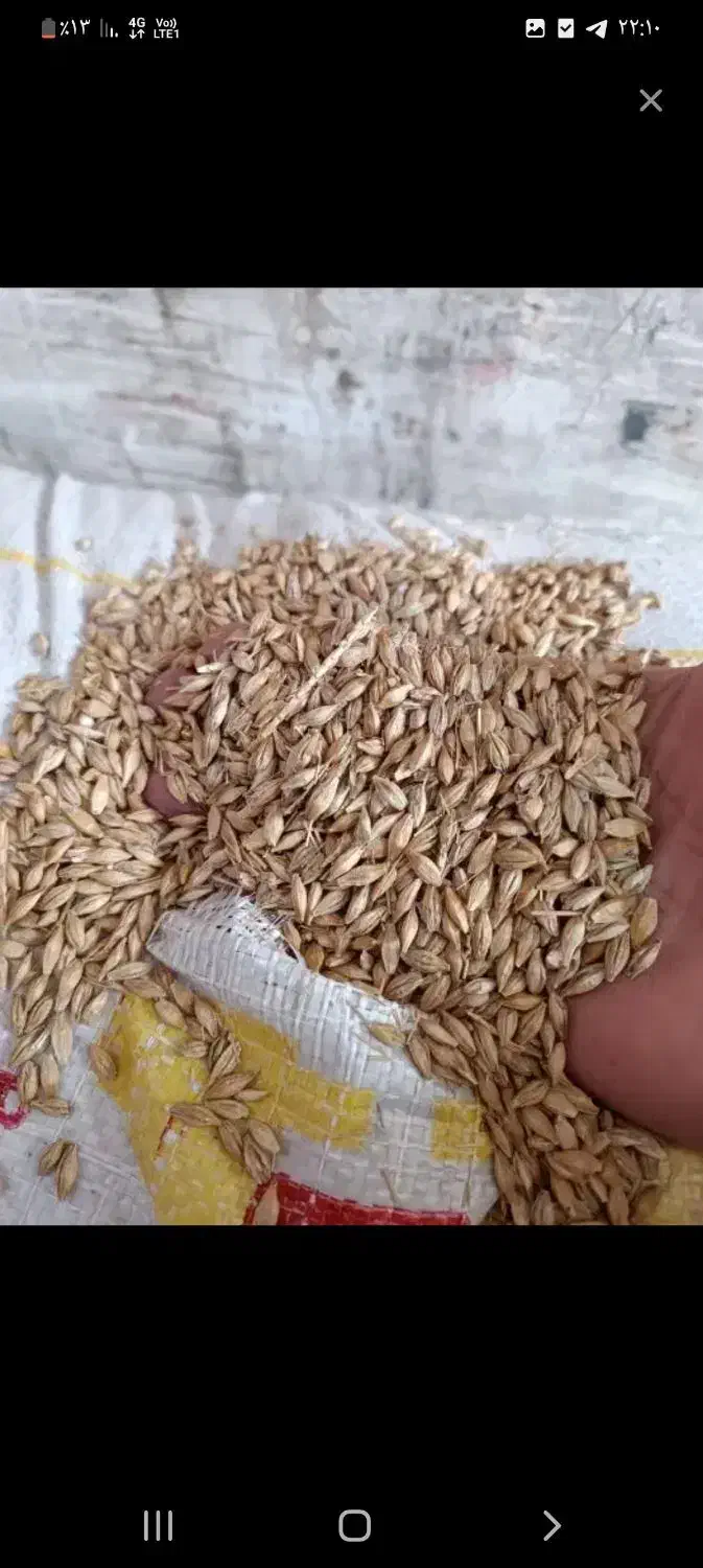 جو خارجی ۱۰۰ تن فروش فوری|لوازم جانبی حیوانات|بهشهر, |دیوار