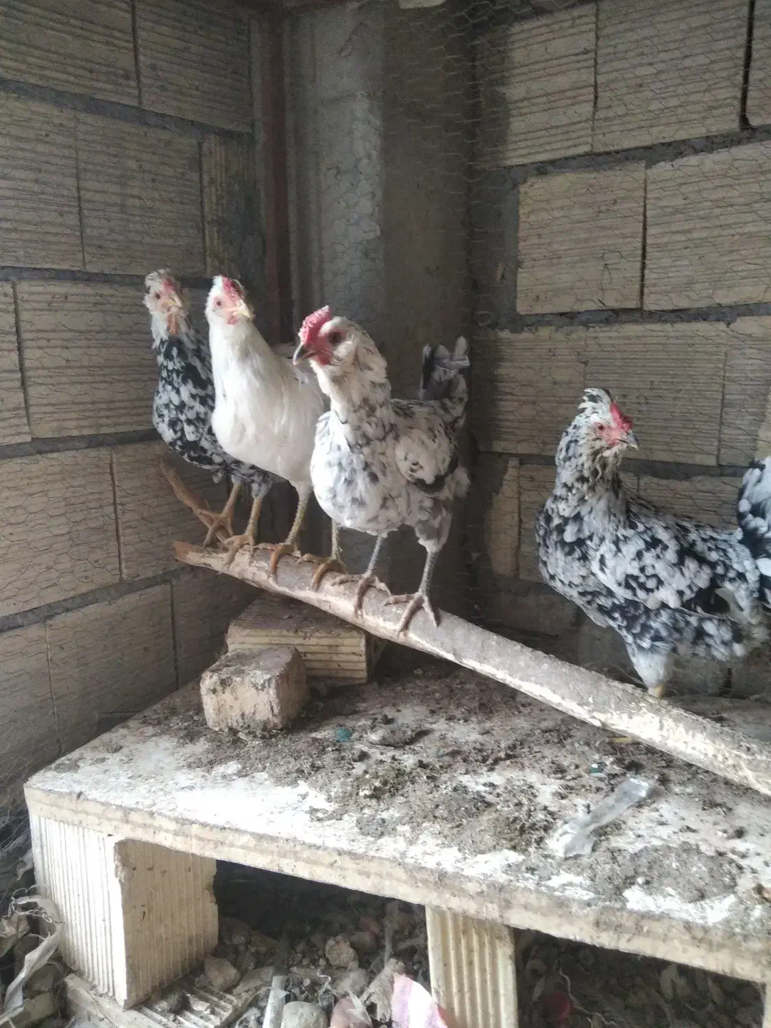 مرغ و خروس گلین طوسی چهل تاج ریش کاکل فول|حیوانات مزرعه|اصفهان, بهارستان|دیوار