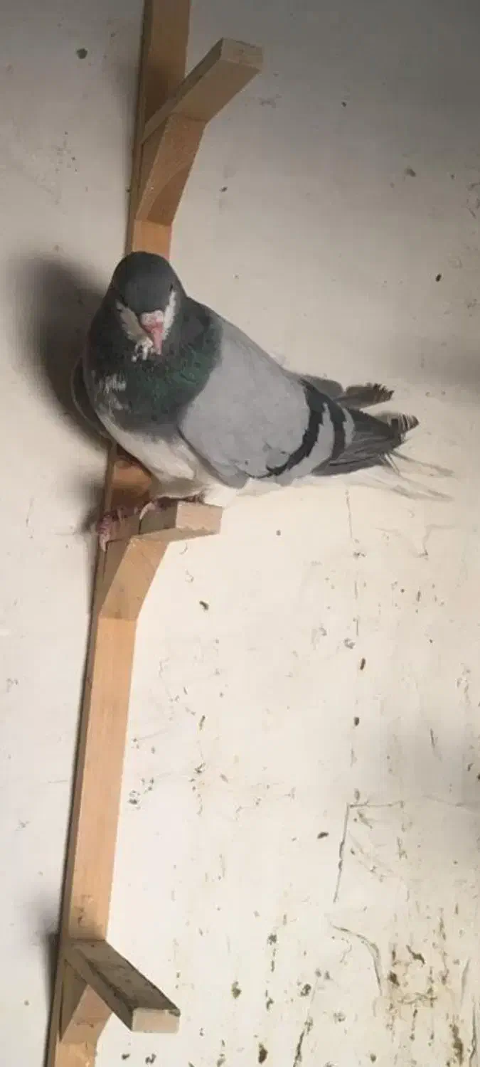 ۵ تا شهری|پرنده|شیراز, ماه فیروزان|دیوار