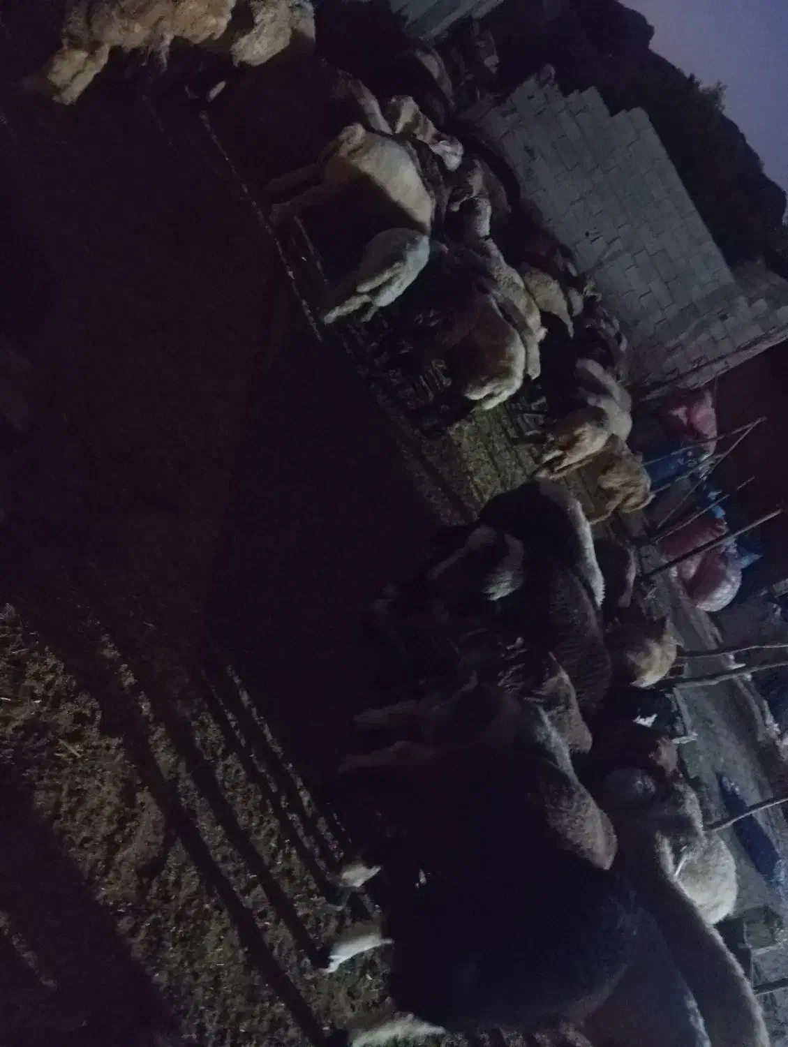 بره نر|حیوانات مزرعه|فراشبند, |دیوار