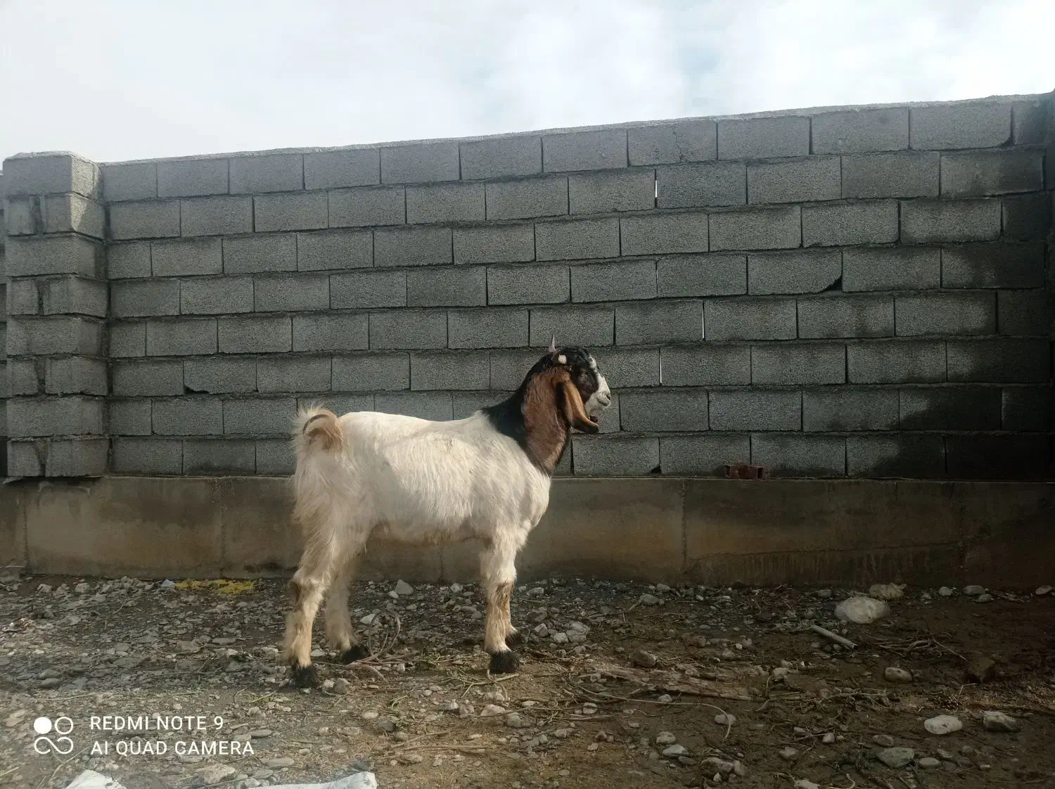 بز نر چاق|حیوانات مزرعه|گمیشان, |دیوار