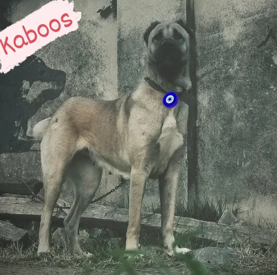 ماده کانگال سراب|سگ|خان ببین, |دیوار