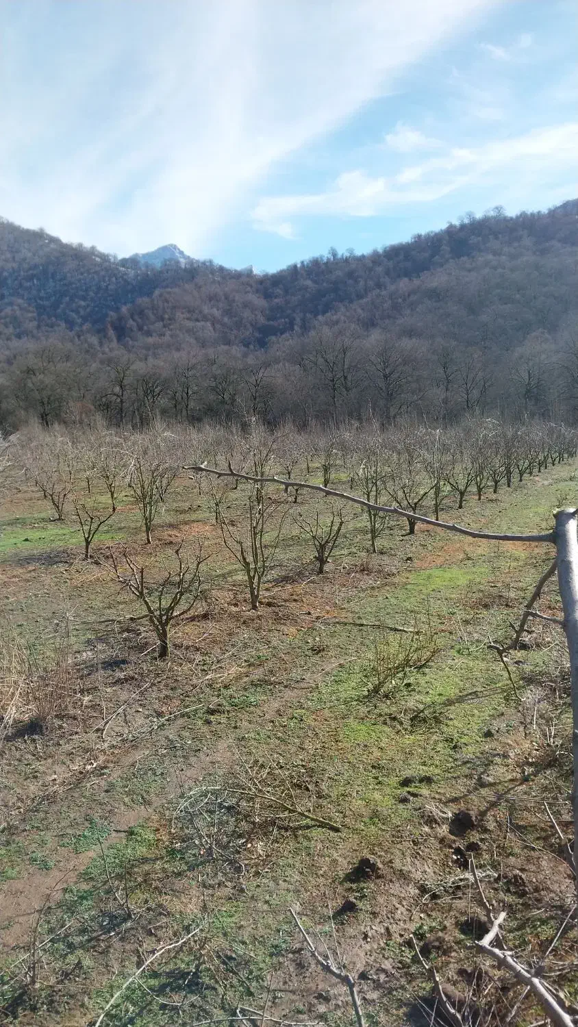 هرس درختان|خدمات باغبانی و درختکاری|خان ببین, |دیوار