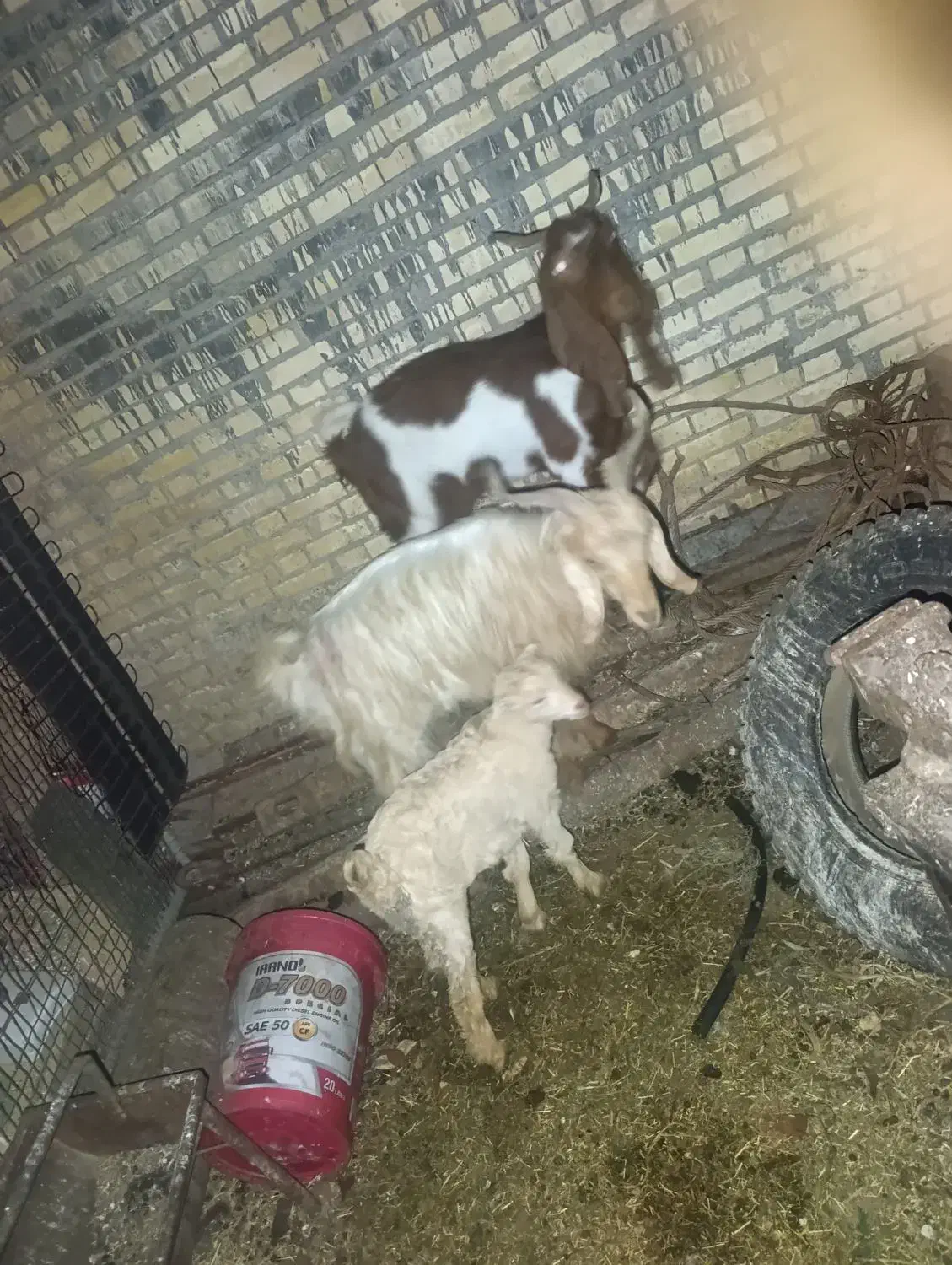 دو بز و یه بیگ|حیوانات مزرعه|گتوند, |دیوار