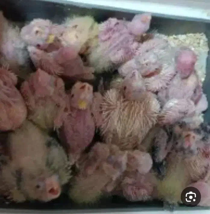 جوجه عروس هلندی سرلاکی|پرنده|ارومیه, |دیوار