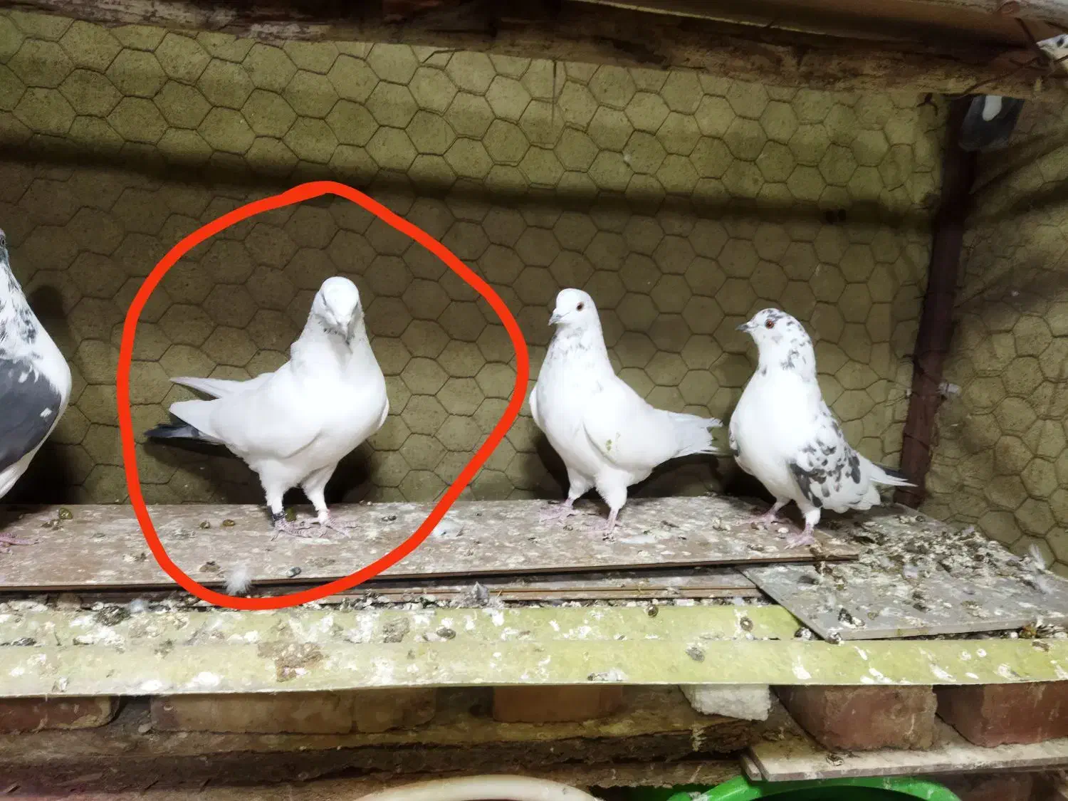 فروشی دو عدد نر|پرنده|نوشین شهر, |دیوار