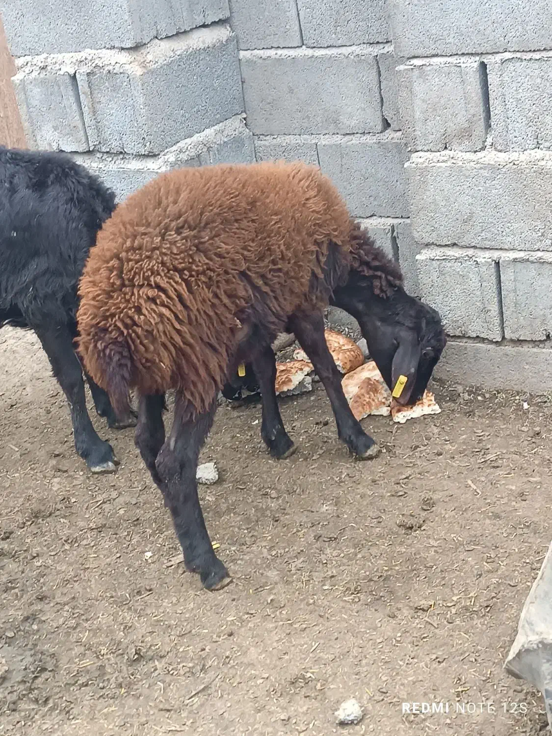 بره ماده|حیوانات مزرعه|تاتار علیا, |دیوار