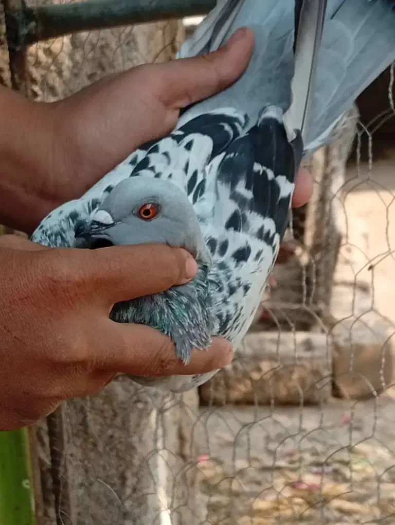 کبوتر ماده شامی شرتی|پرنده|شوشتر, |دیوار