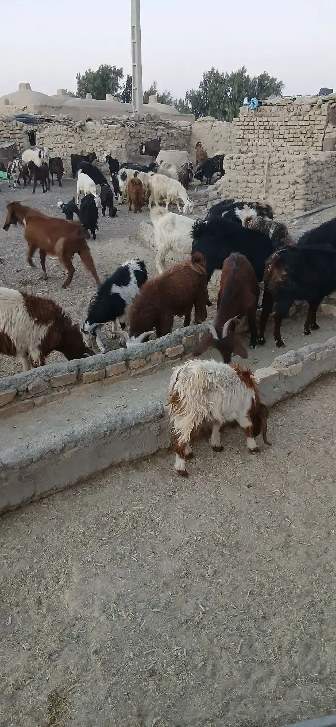 بز زایده|حیوانات مزرعه|نیمروز, |دیوار