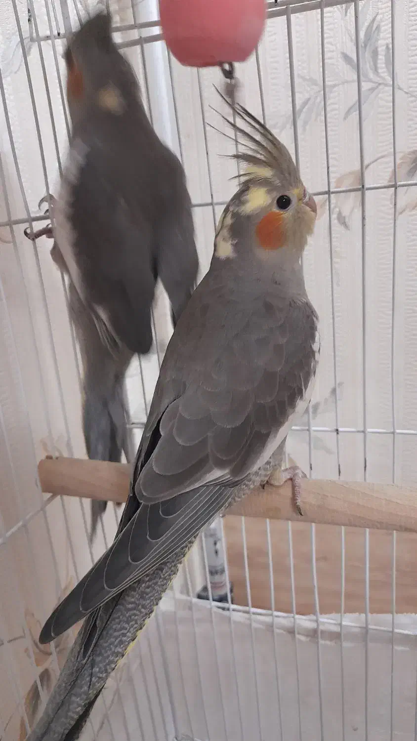 عروس هلندی|پرنده|قدس, شهر‌قدس|دیوار