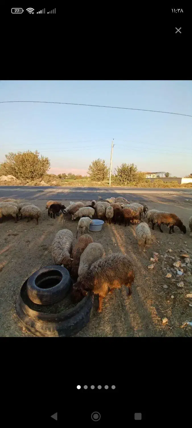دامداری   بزرگ  در   رباط کریم     شبانه روزی|حیوانات مزرعه|رباط‌کریم, رباط‌کریم|دیوار