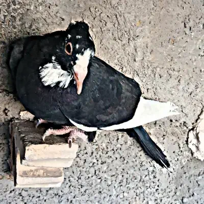 جوجه سیاهپلنگ نر|پرنده|رفسنجان, |دیوار