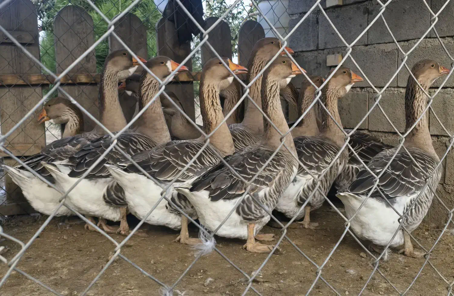 غاز تولوز فرانسه|حیوانات مزرعه|گنبد کاووس, |دیوار