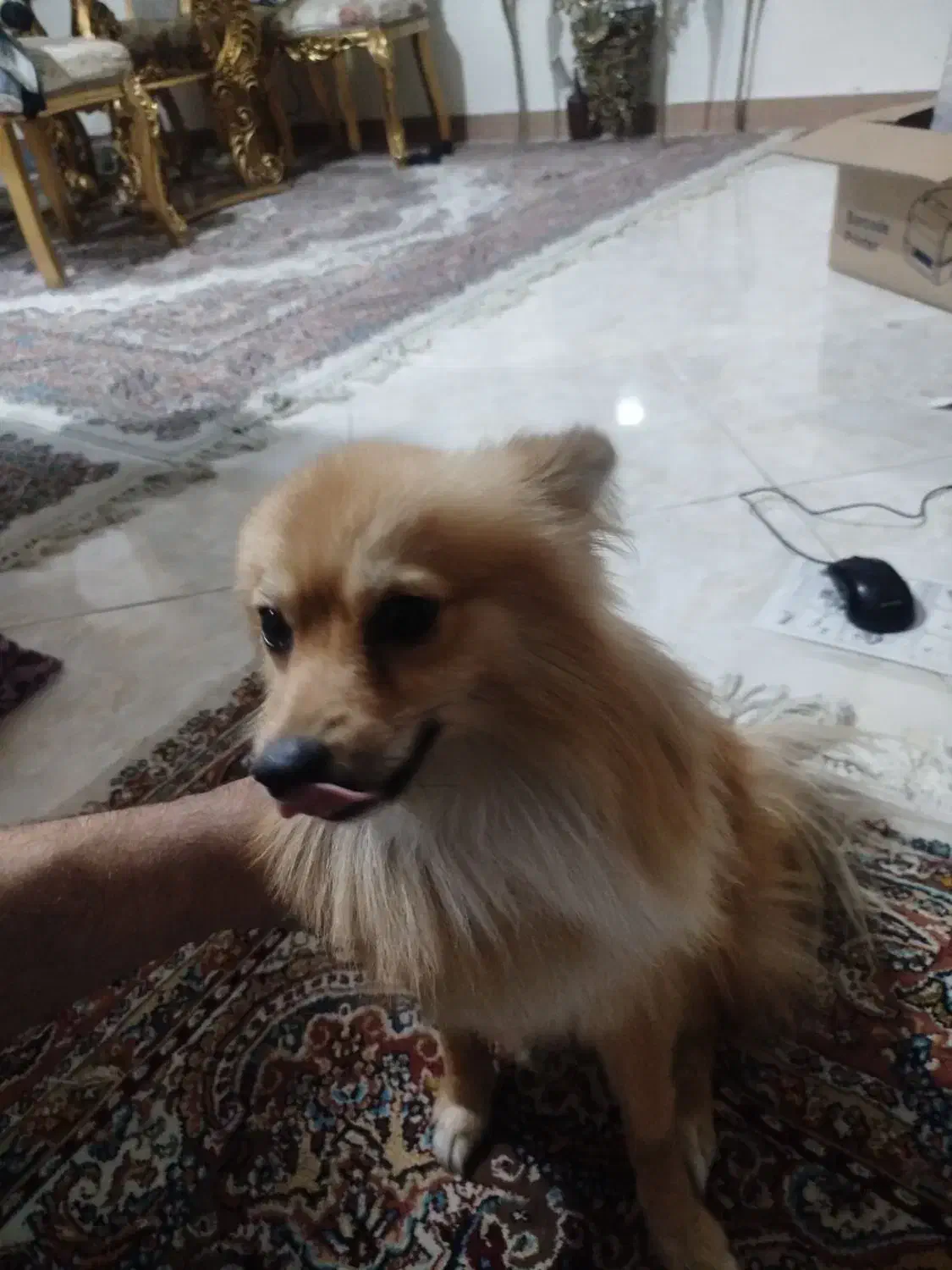 فروش سگ خانگی|سگ|چهاردانگه (تهران), |دیوار