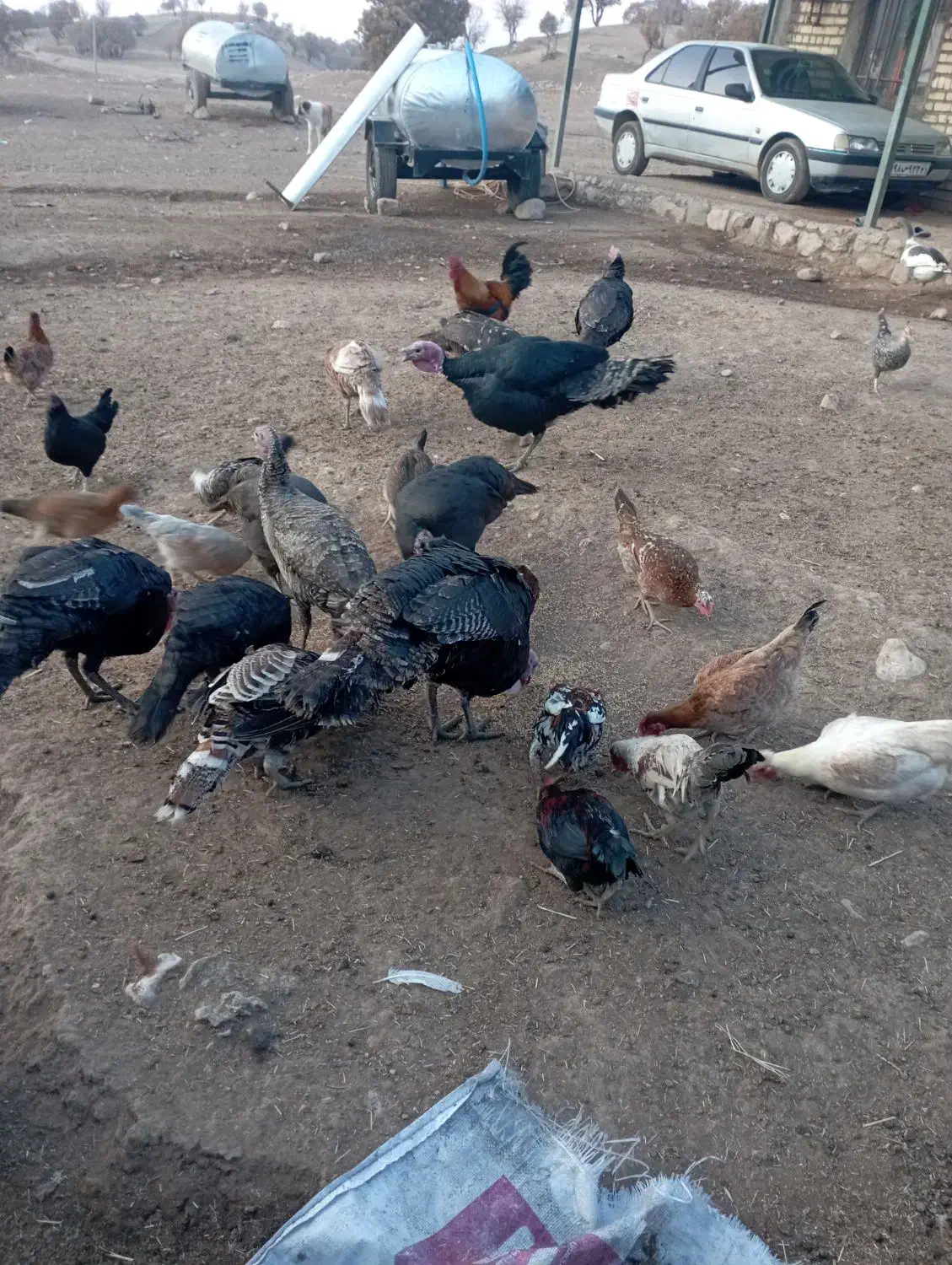 پنج عدد بوقلمون محلی به فروش می‌رسد|حیوانات مزرعه|فشاپویه, |دیوار