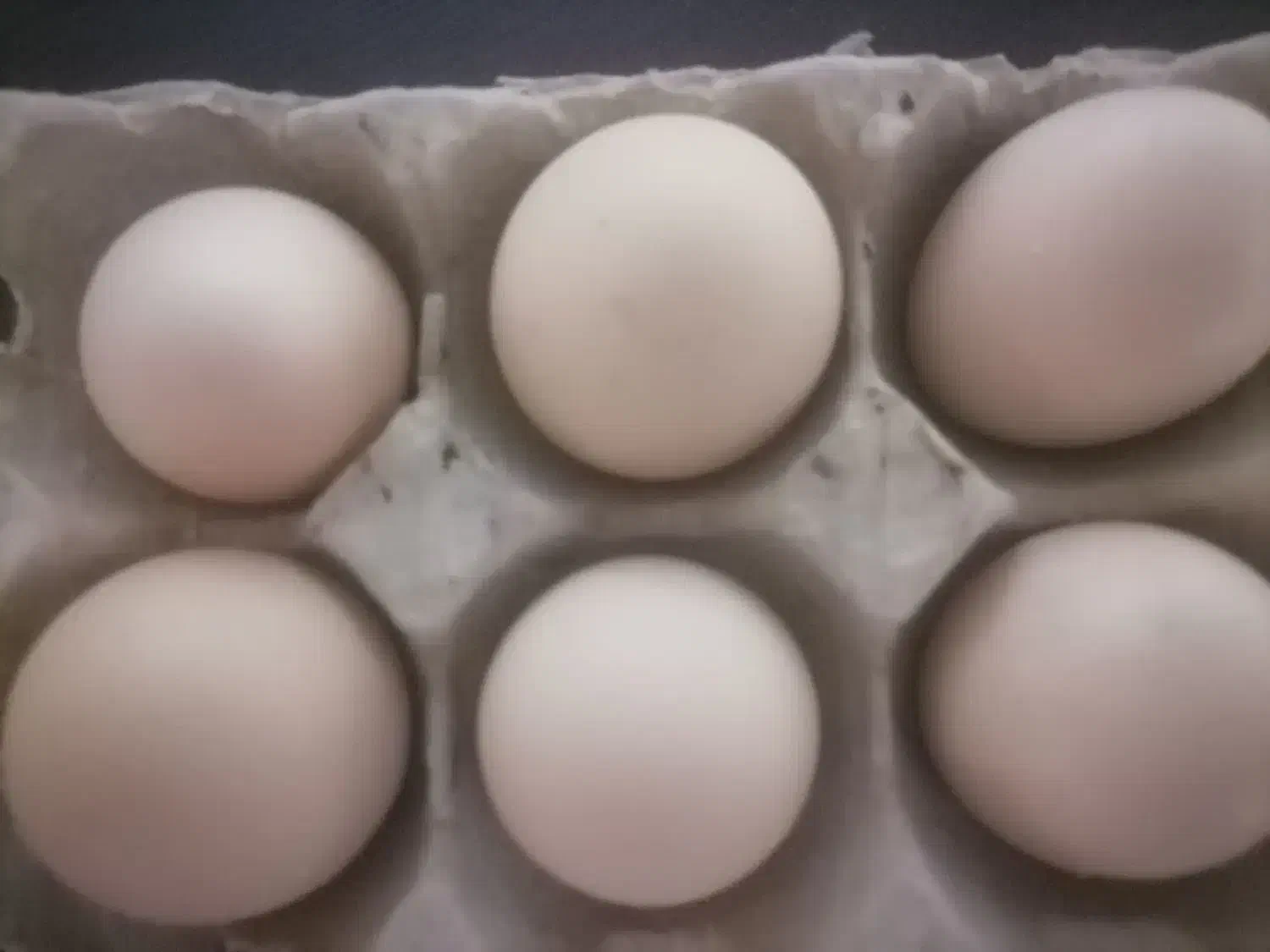 تخم نطفه دار مرندی وبرهما لایت|حیوانات مزرعه|خمینی‌شهر, |دیوار