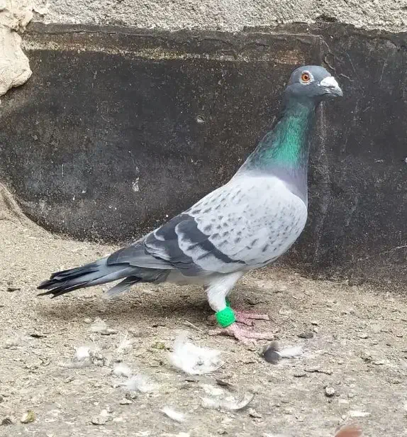 طرح فرش کبوتر|فرش|مشهد, مقصود آباد|دیوار