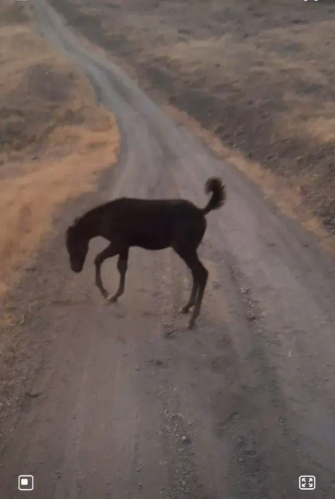 حیوان|اسب و تجهیزات اسب‌سواری|سنندج, |دیوار