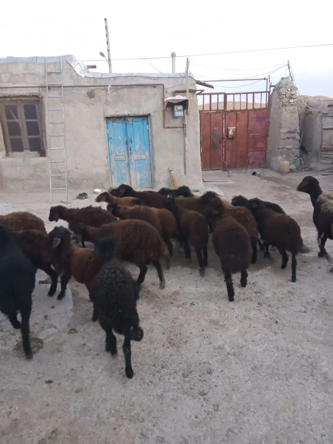 بره  قزل افشار دامازدخ،گوسفند|حیوانات مزرعه|مهربان, |دیوار