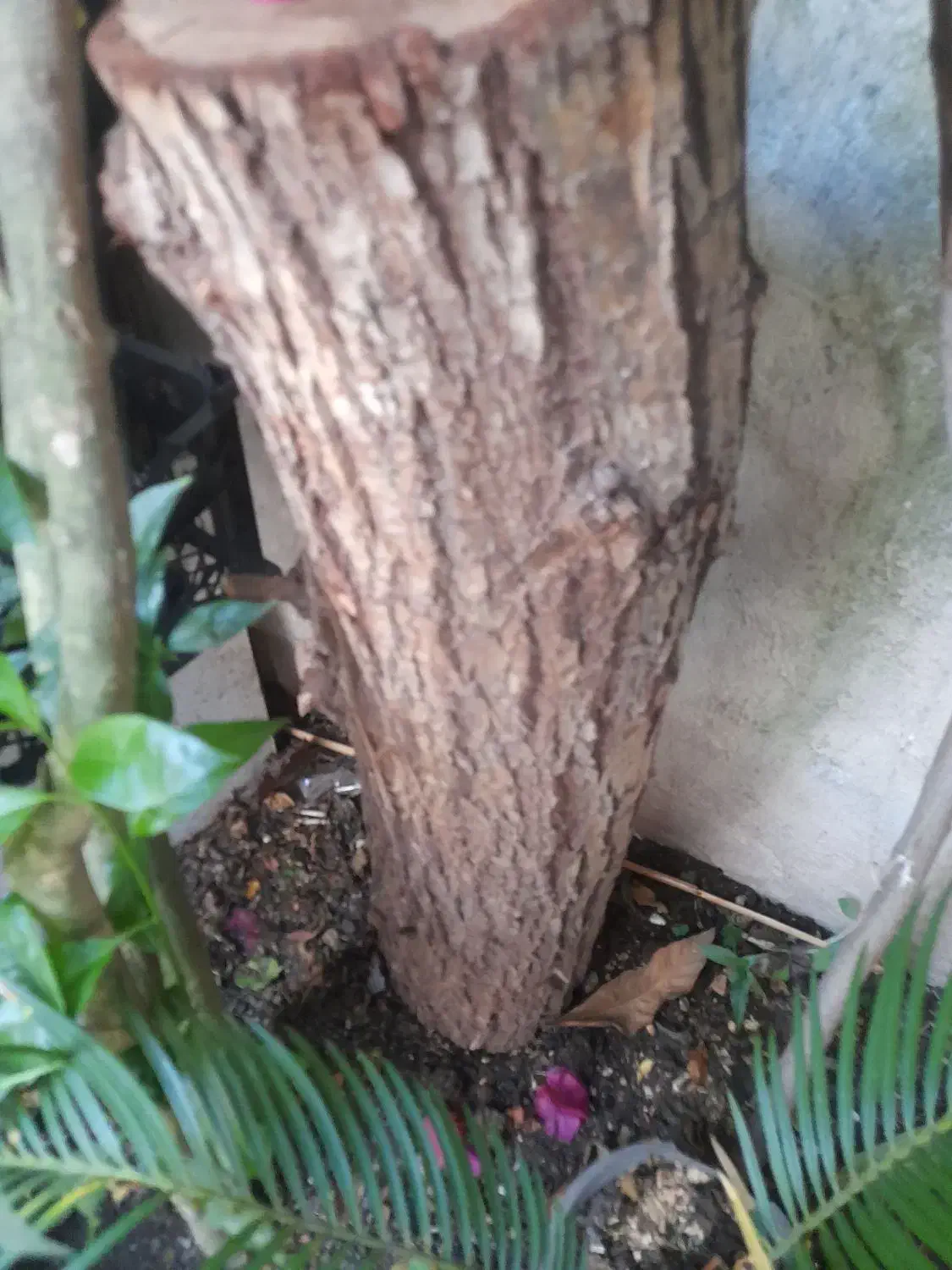 تنه درخت|گل و گیاه طبیعی|رشت, جانبازان|دیوار