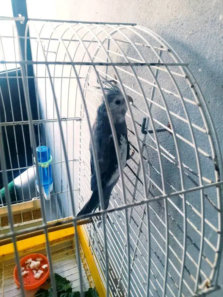 فروش عروس هلندی خانگی|پرنده|نوشهر, |دیوار