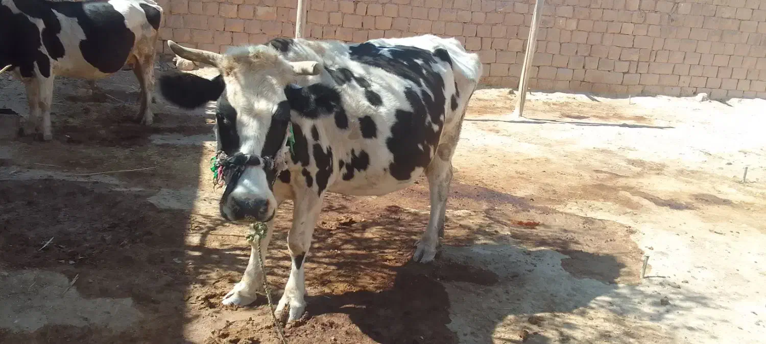 گاو دو ماه ابستن|حیوانات مزرعه|کوهنانی, |دیوار