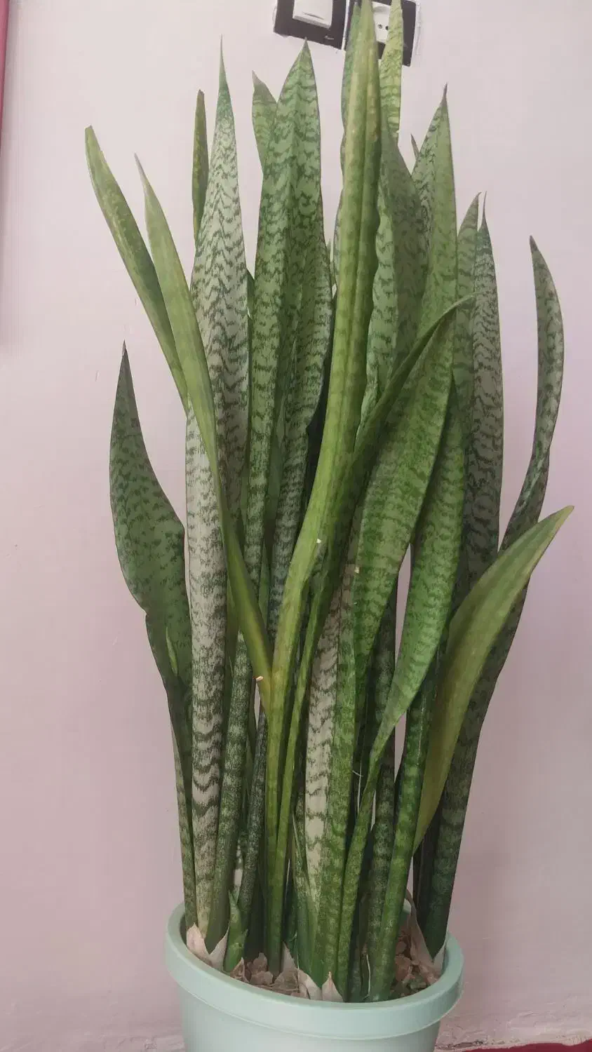 سه نوع گل|گل و گیاه طبیعی|اسلامآباد غرب, |دیوار