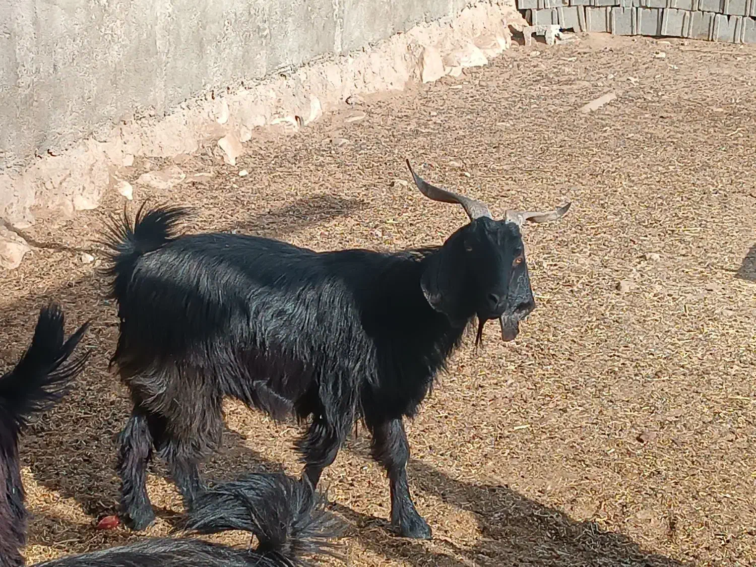 بز ابستن|حیوانات مزرعه|کازرون, |دیوار