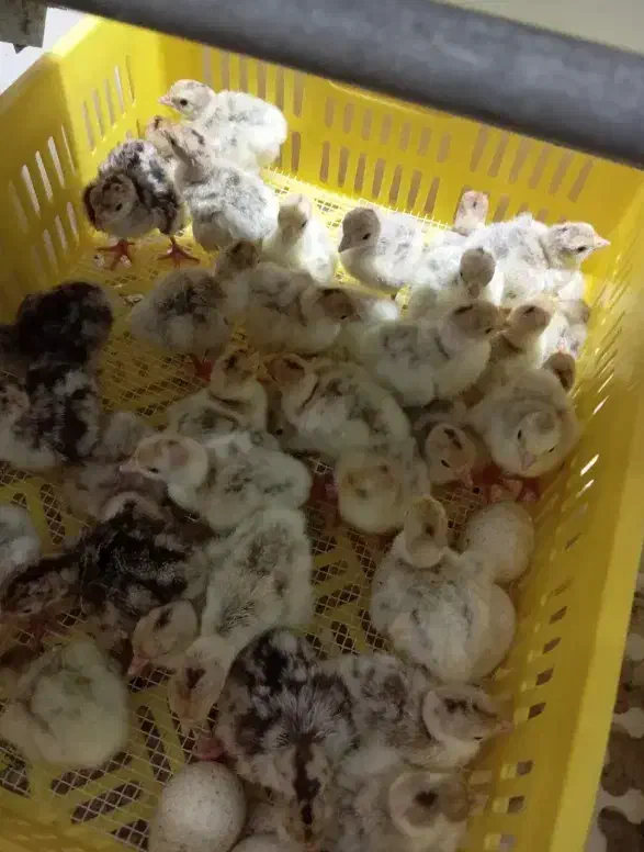 جوجه بوقلمون بوربون یکروزه|حیوانات مزرعه|اصفهان, باب الدشت|دیوار