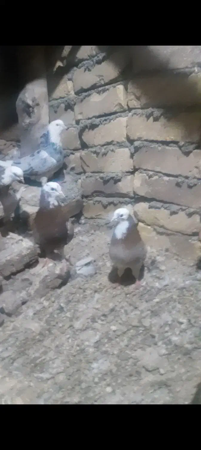 ۵ عدد نر شازده و هما درجه یک فروشی|پرنده|داران, |دیوار