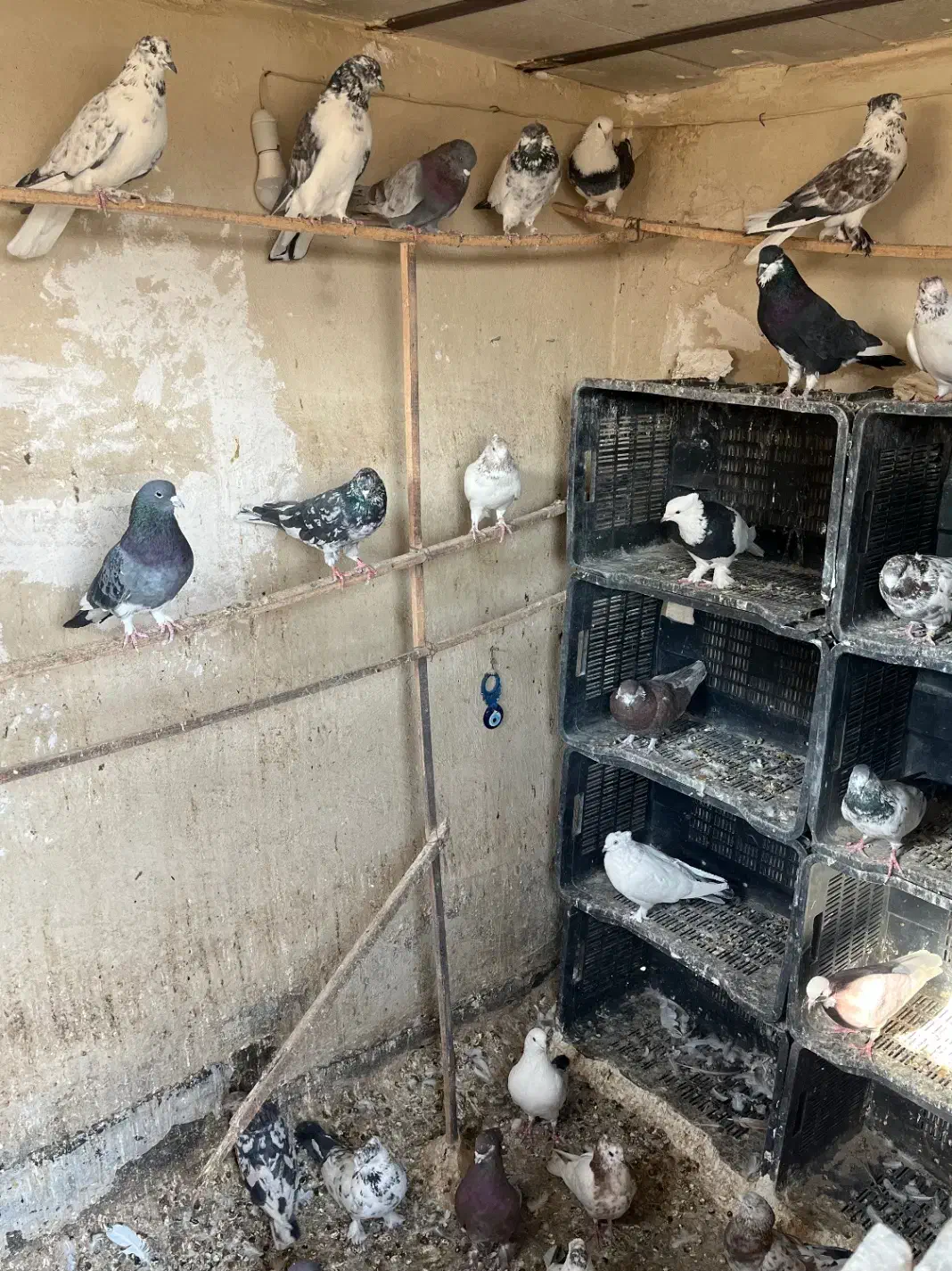 نروماده پرشی|پرنده|قم, حنیف نژاد|دیوار