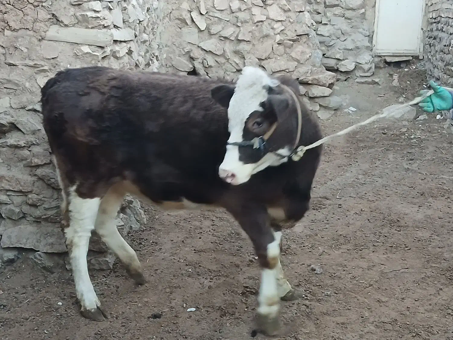 گاو ماده سیمنتال شرابی درجه یک|حیوانات مزرعه|ماهنشان, |دیوار