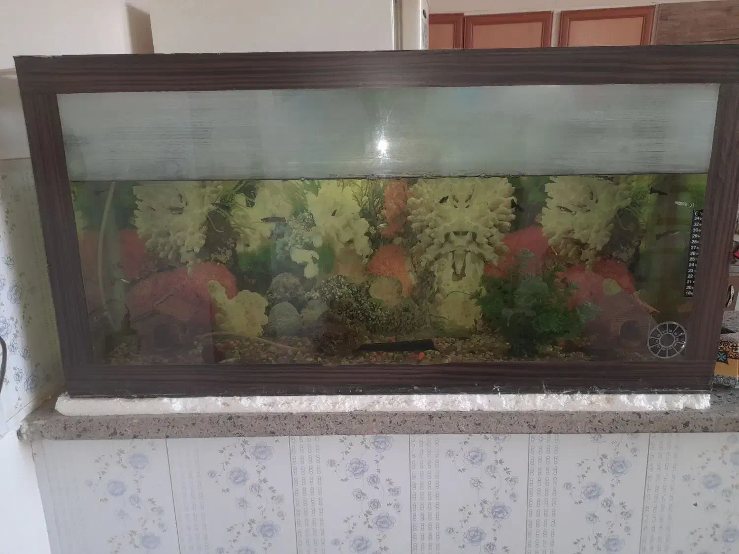 یک عدد اکواریوم|ماهی|سراب, |دیوار