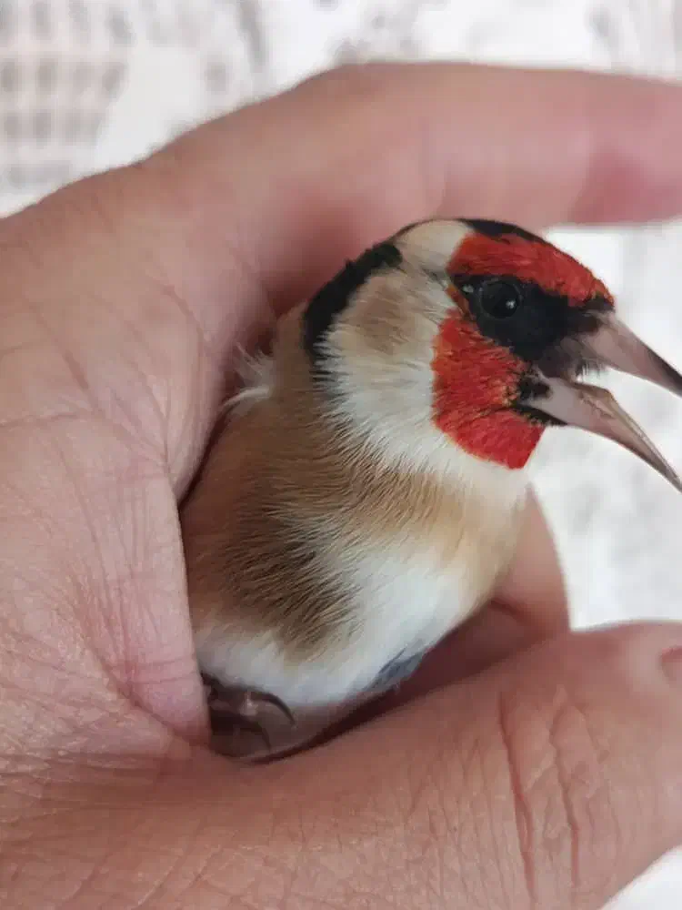 سهره قناری سهره|پرنده|برازجان, |دیوار