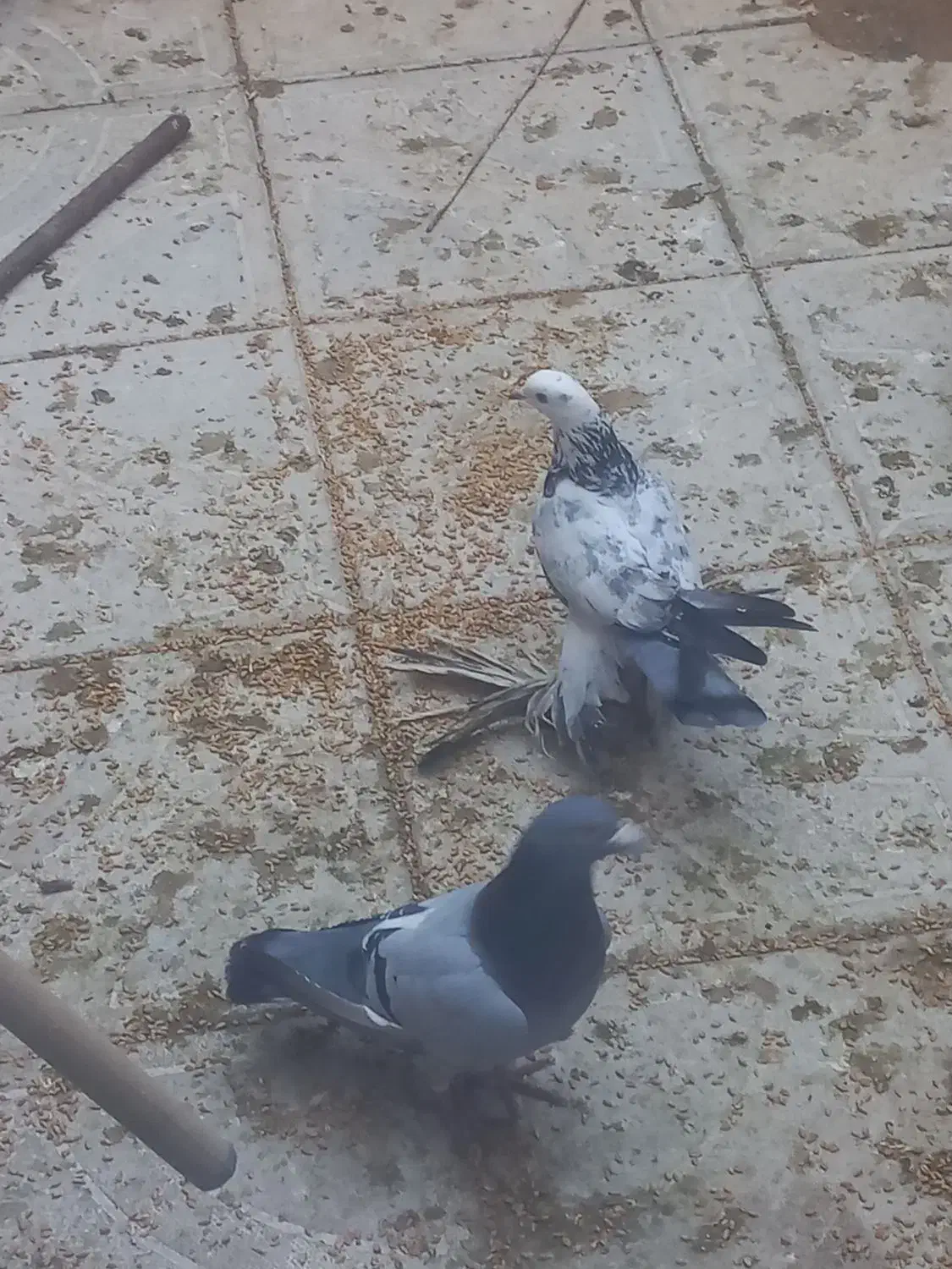 کبوتر|پرنده|تبریز, |دیوار