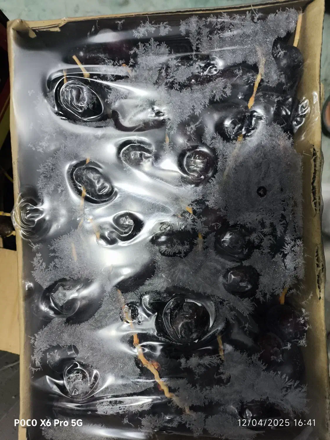 خرمای مضافتی|خوردنی و آشامیدنی|تهران, قزل قلعه|دیوار