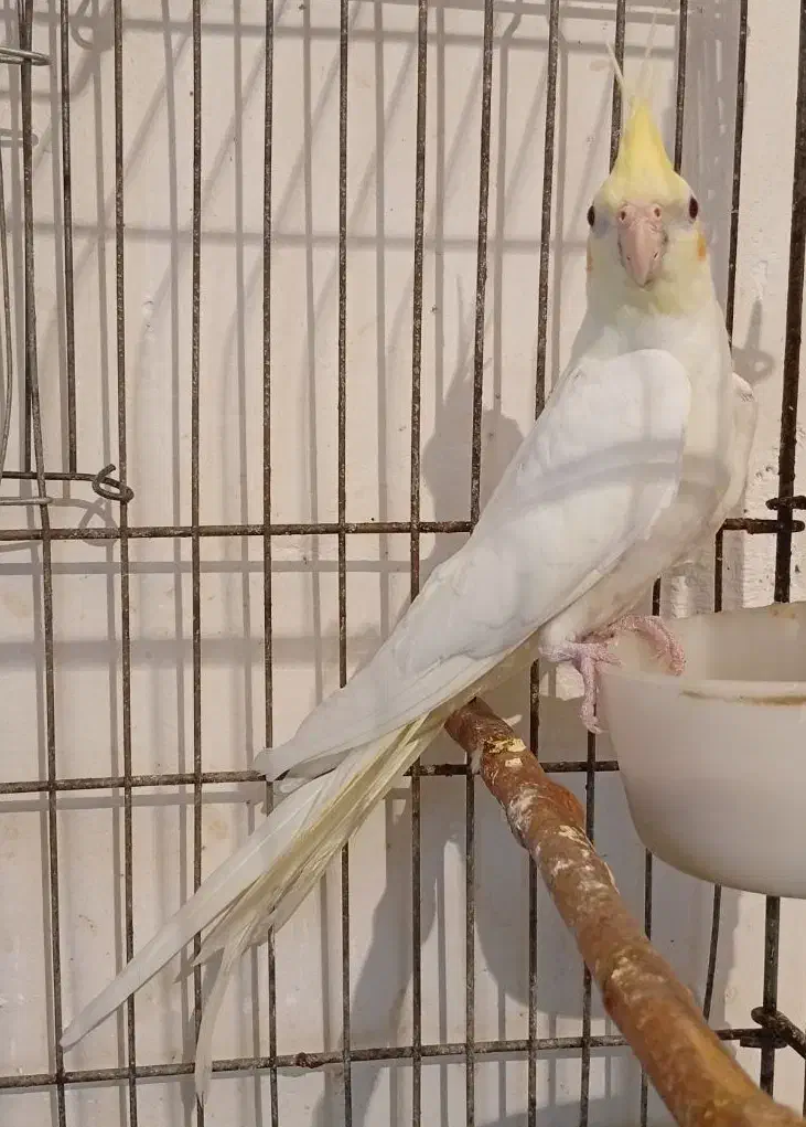 عروس هلندی چشم قرمز۴ماهه|پرنده|رامهرمز, |دیوار